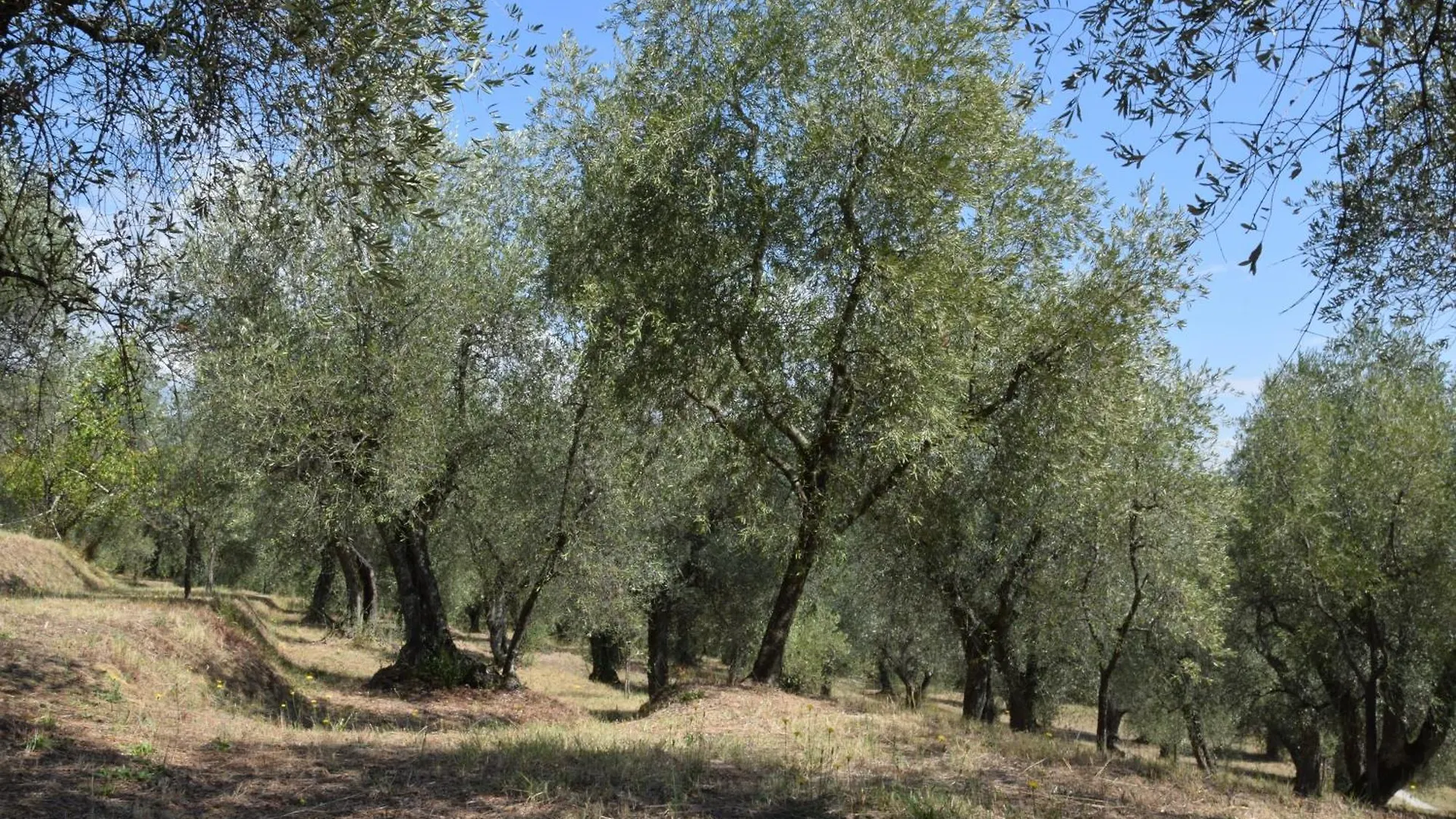 Hotel Da Poldino Borgo a Buggiano
